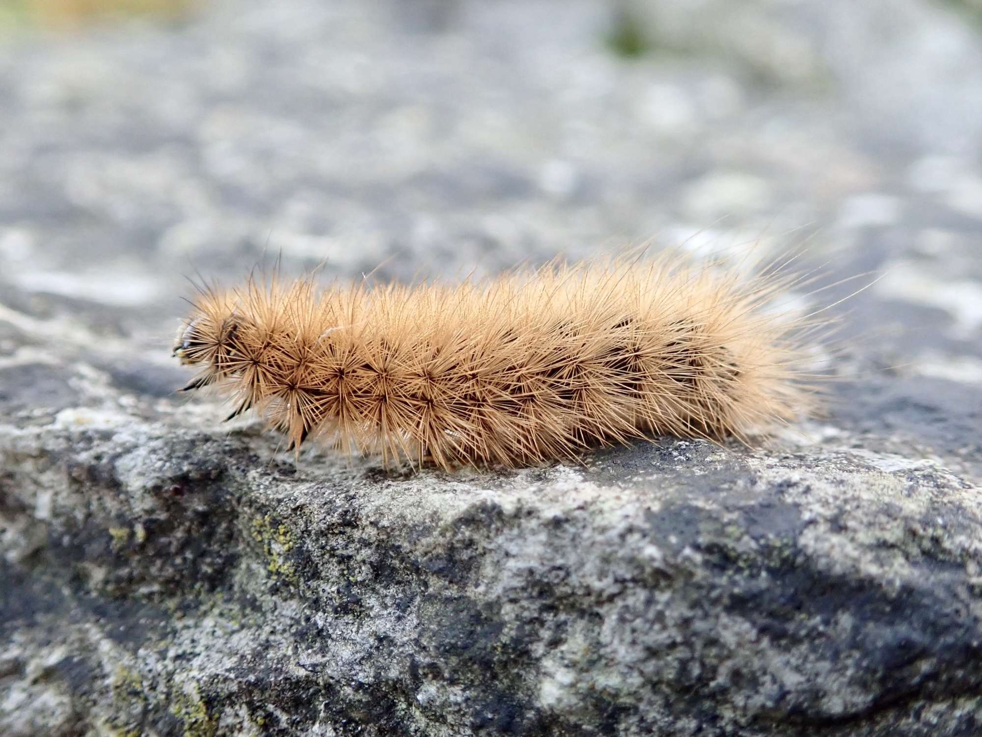 Ruby Tiger (Phragmatobia fuliginosa) photographed in Somerset by Sue Davies