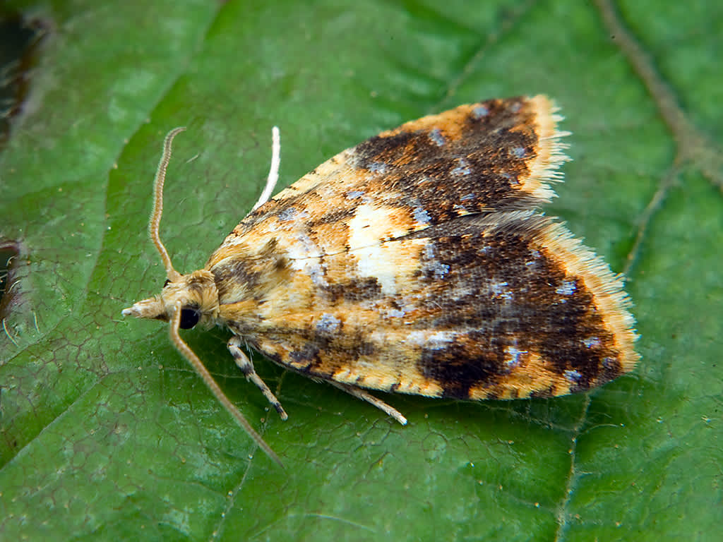 Yellow-spot Tortrix (Pseudargyrotoza conwagana) photographed in Somerset by John Bebbington