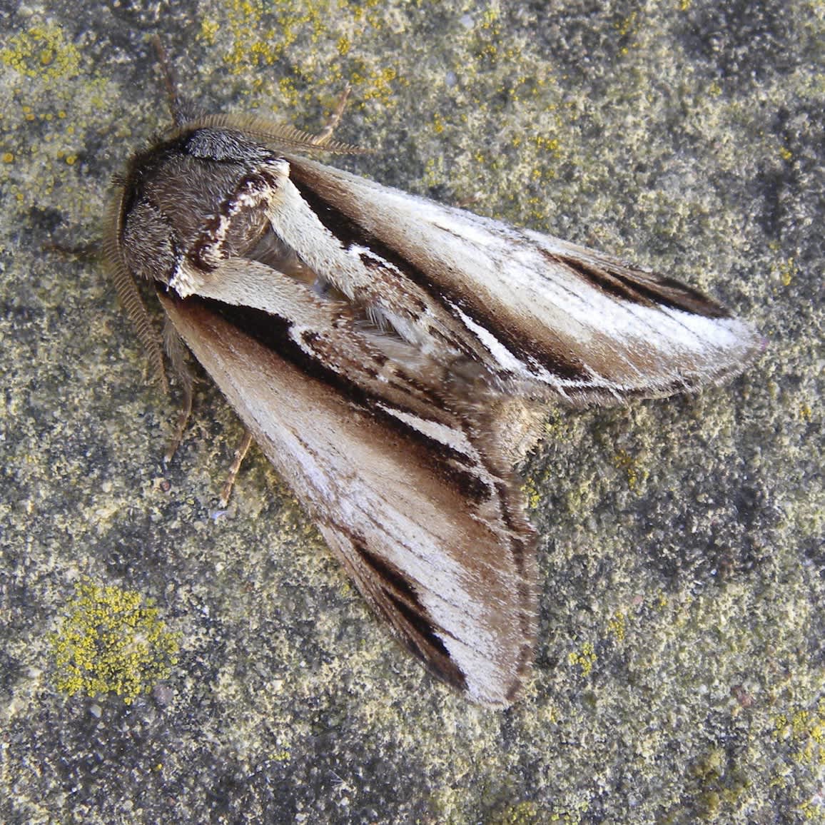 Lesser Swallow Prominent | Somerset Moths