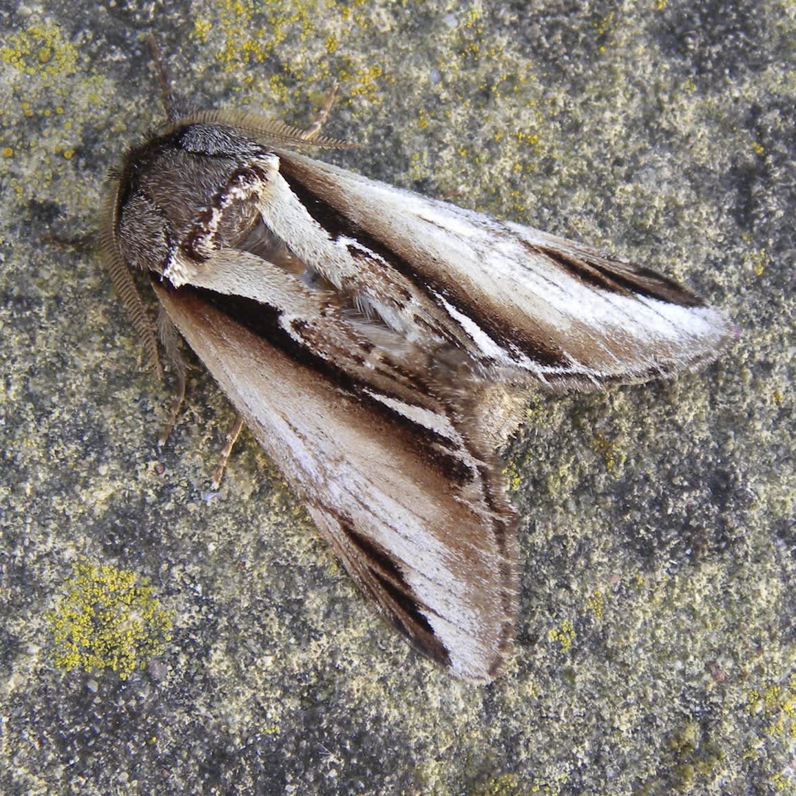 Lesser Swallow Prominent (Pheosia gnoma) photographed in Somerset by Sue Davies