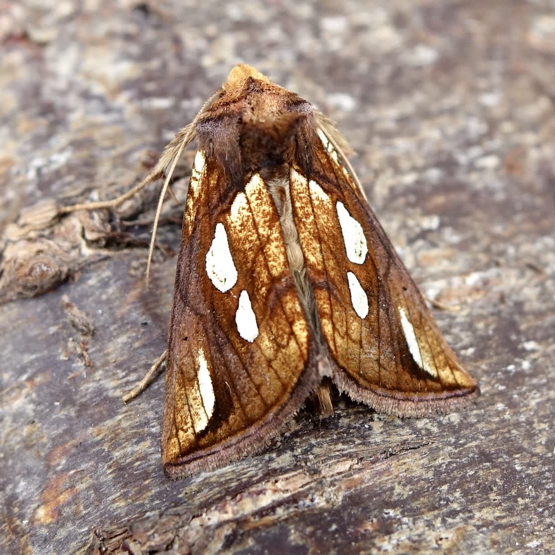 Gold Spot (Plusia festucae) photographed in Somerset by Sue Davies