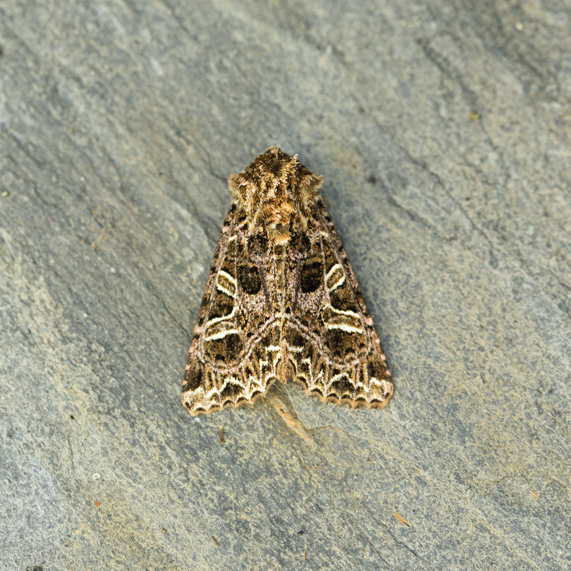 The Campion (Sideridis rivularis) photographed in Somerset by Nigel Voaden