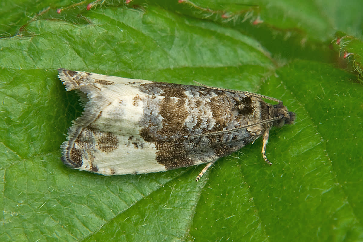 Plum Tortrix (Hedya pruniana) photographed in Somerset by John Bebbington