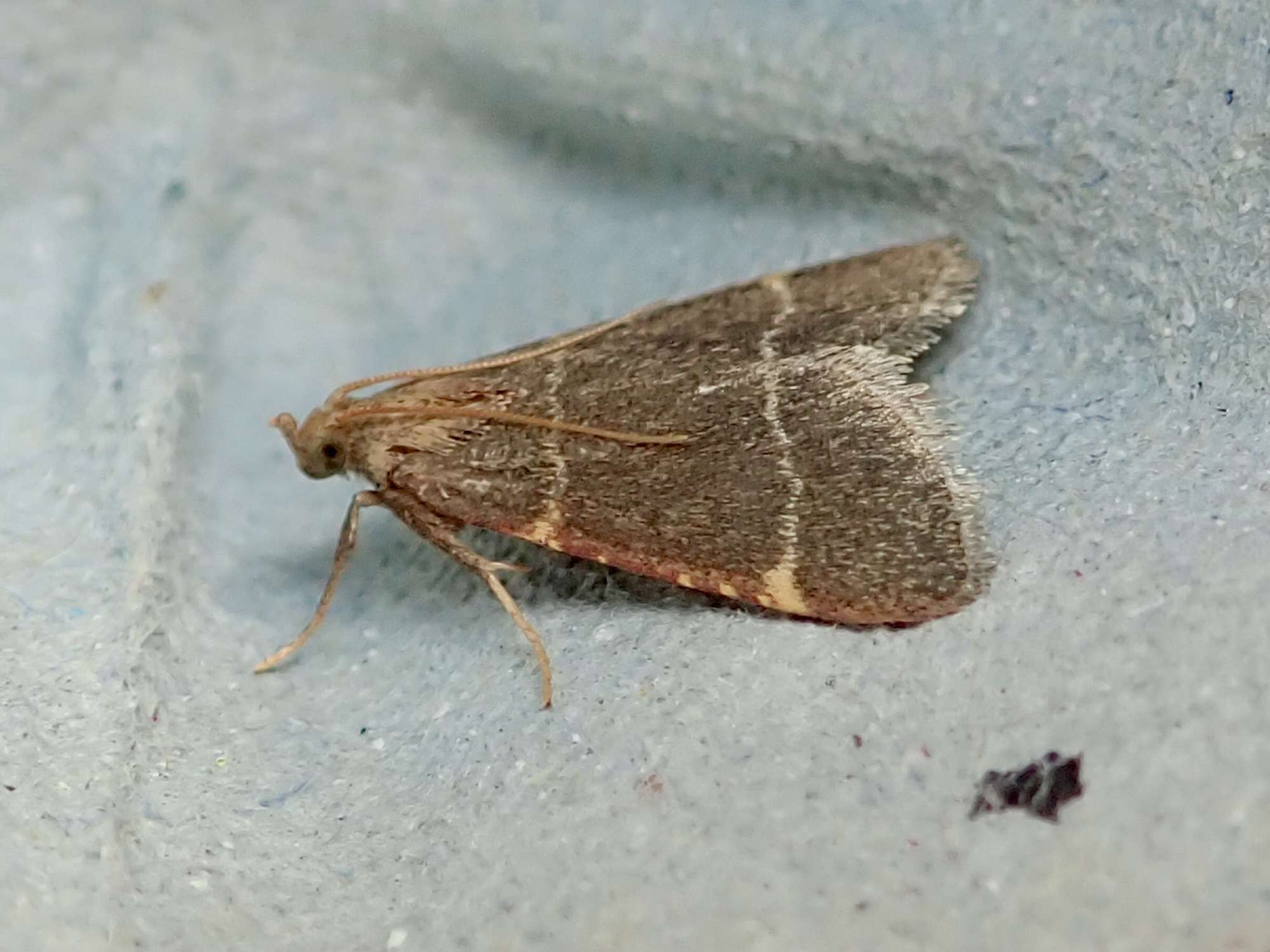 Double-striped Tabby (Hypsopygia glaucinalis) photographed in Somerset by Sue Davies