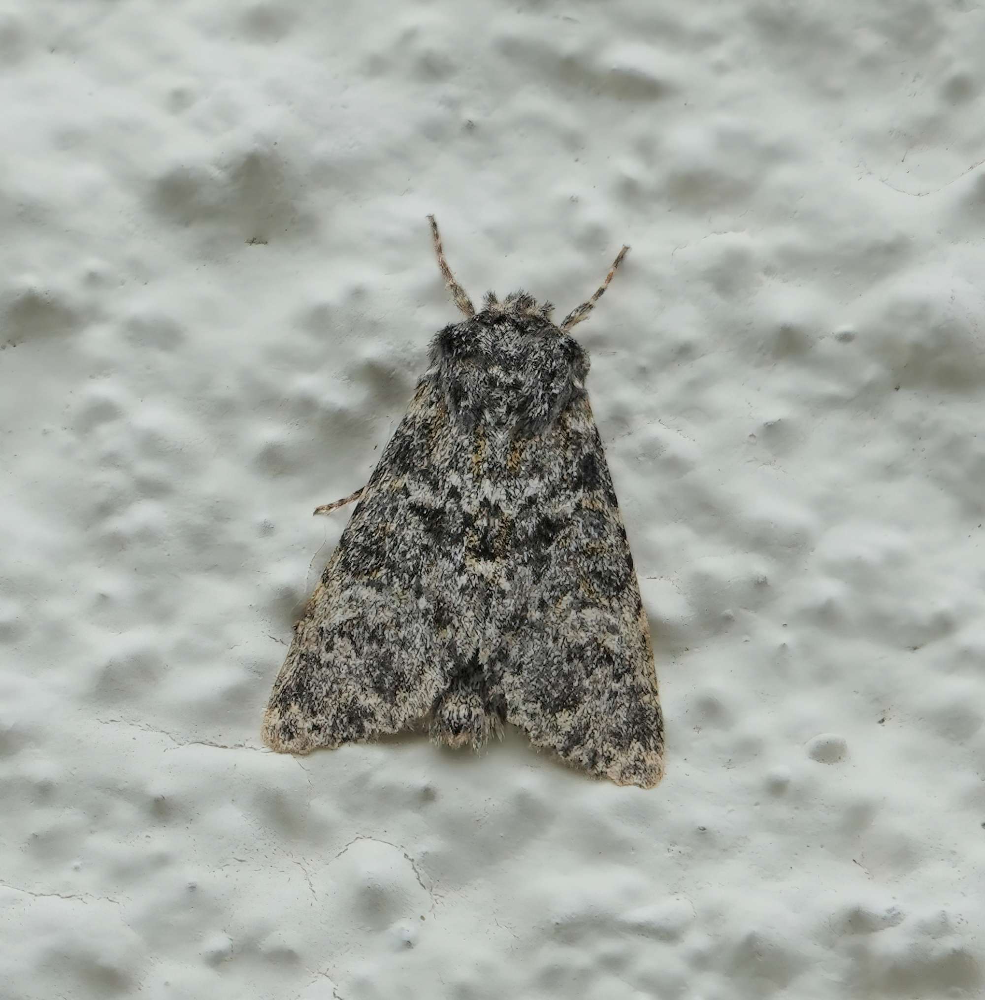 Large Ranunculus (Polymixis flavicincta) photographed in Somerset by Rob Grimmond