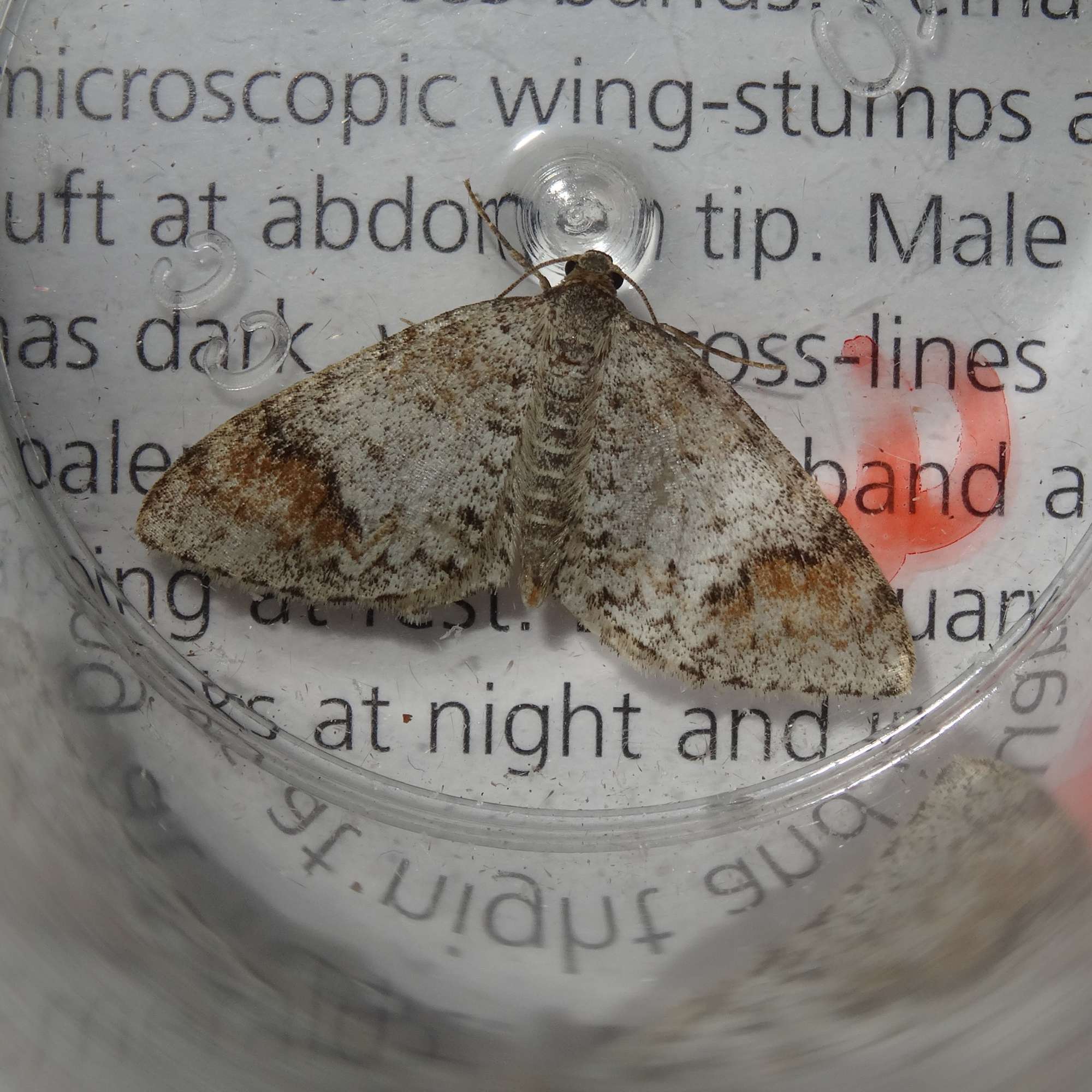 Blomer's Rivulet (Venusia blomeri) photographed in Somerset by Christopher Iles