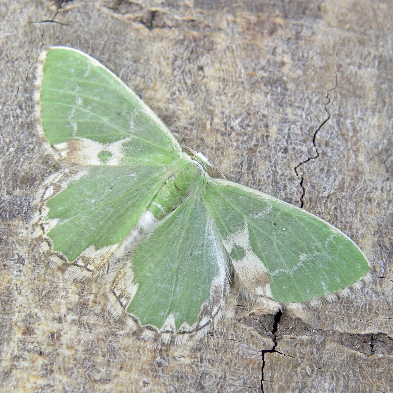 Blotched Emerald (Comibaena bajularia) photographed in Somerset by Sue Davies