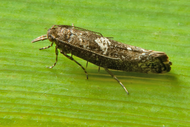 Leek Moth (Acrolepiopsis assectella) photographed in Somerset by John Bebbington