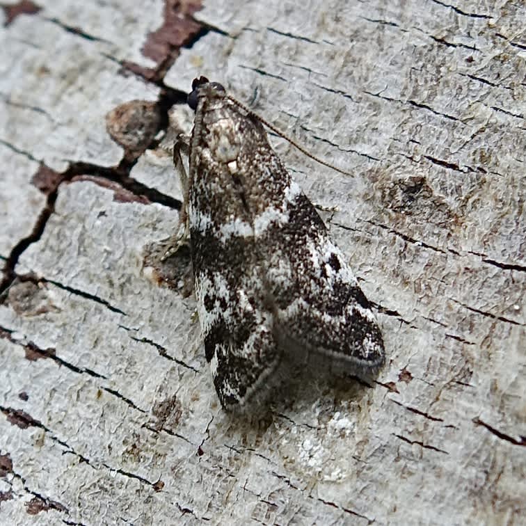 Dark Spruce Knot-horn (Assara terebrella) photographed in Somerset by Sue Davies