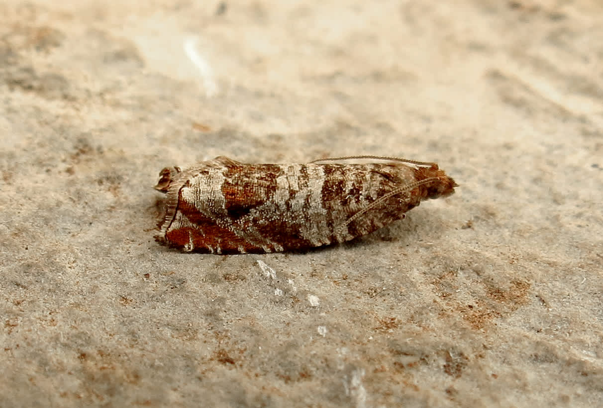 Triangle-marked Roller (Ancylis achatana) photographed in Somerset by Steve Chapple