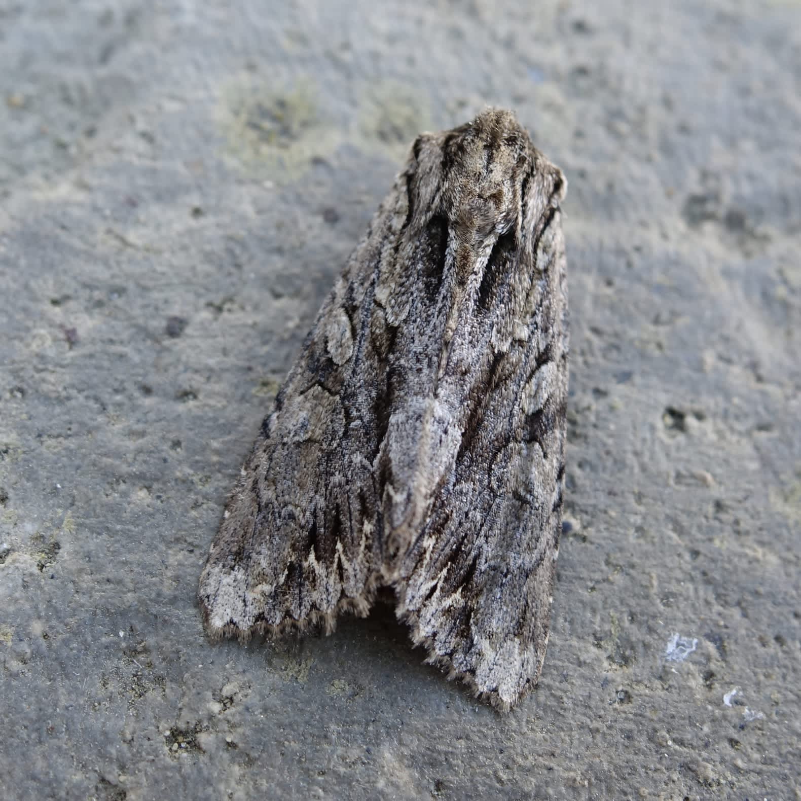 Dark Arches (Apamea monoglypha) photographed in Somerset by Sue Davies