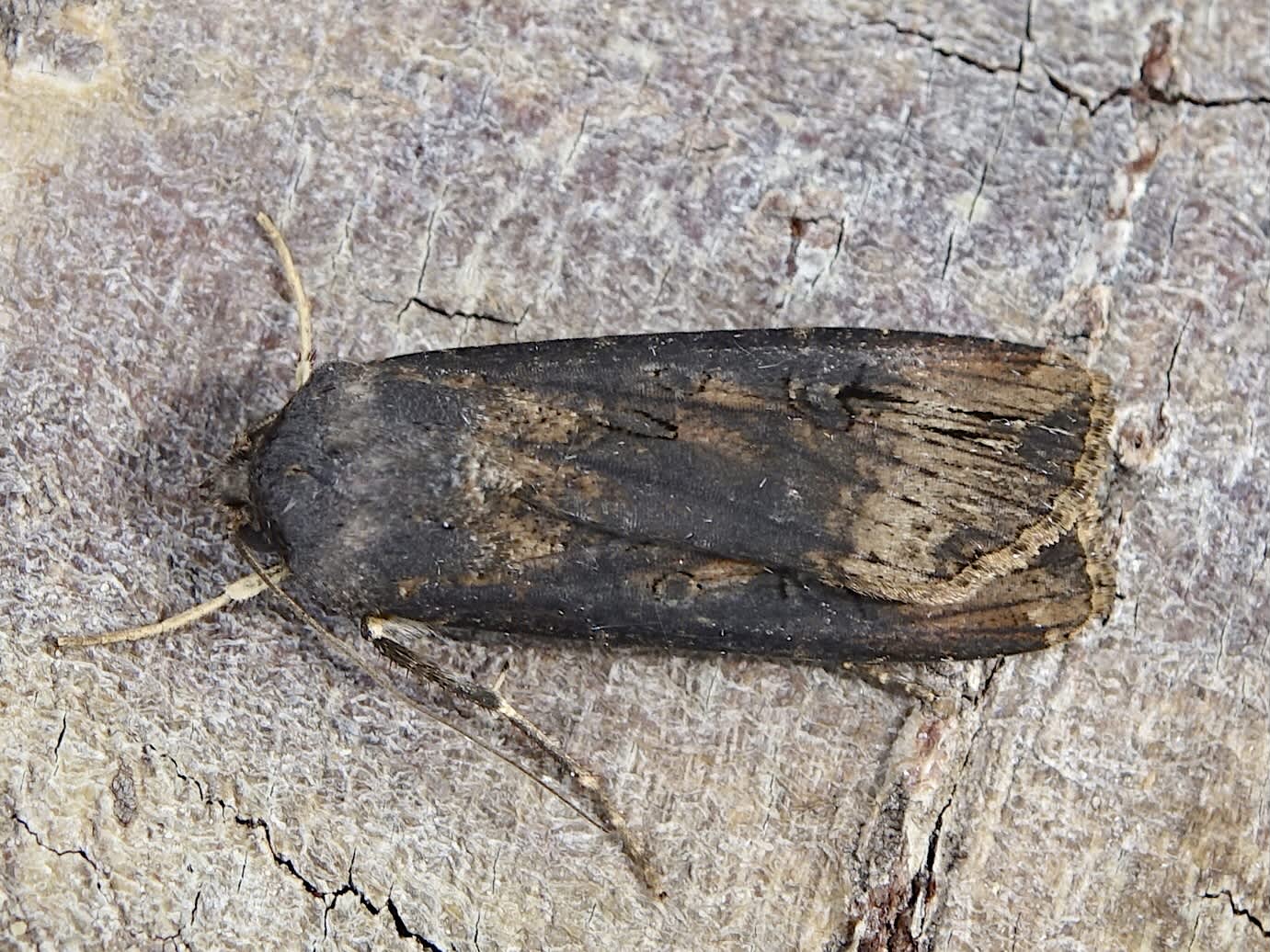 Dark Sword-grass (Agrotis ipsilon) photographed in Somerset by Sue Davies