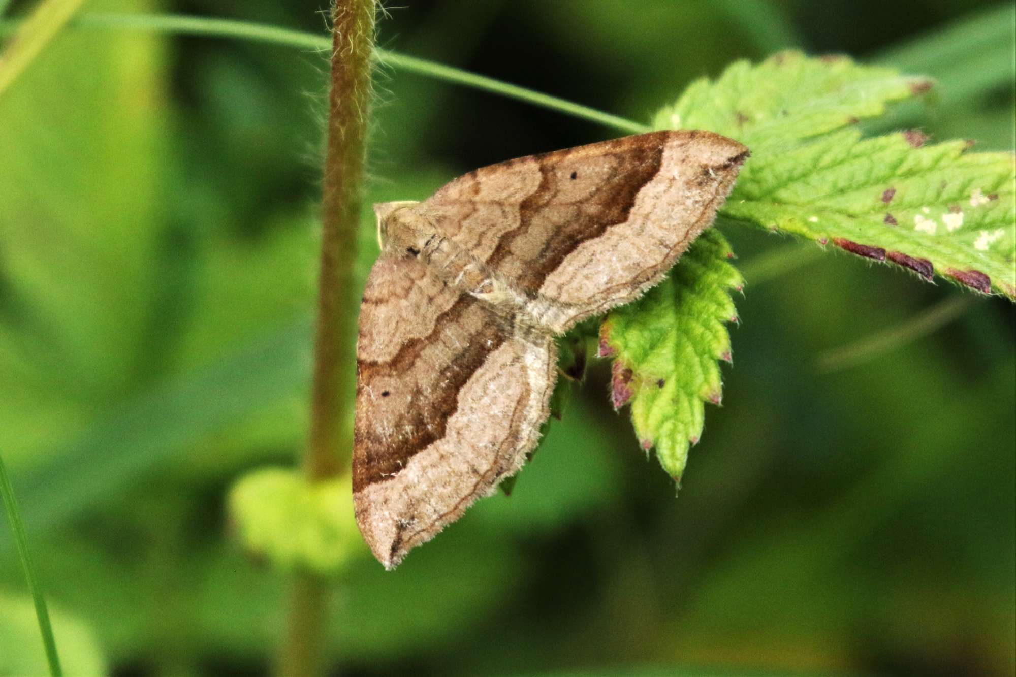 Shaded Broad-bar (Scotopteryx chenopodiata) photographed in Somerset by John Connolly