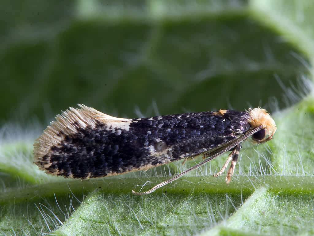 Carrion Moth (Monopis weaverella) photographed in Somerset by John Bebbington