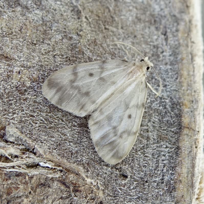 Muslin Footman (Nudaria mundana) photographed in Somerset by Sue Davies