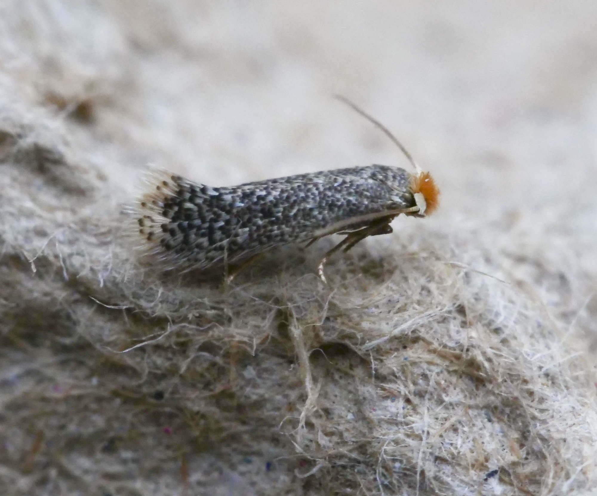 Dusty Apple Pigmy (Bohemannia pulverosella) photographed in Somerset by Paul Wilkins