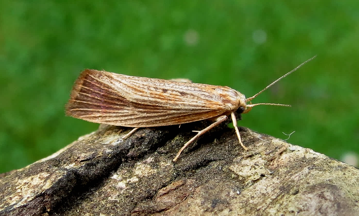 Reed Fanner (Orthotelia sparganella) photographed in Somerset by Steve Chapple