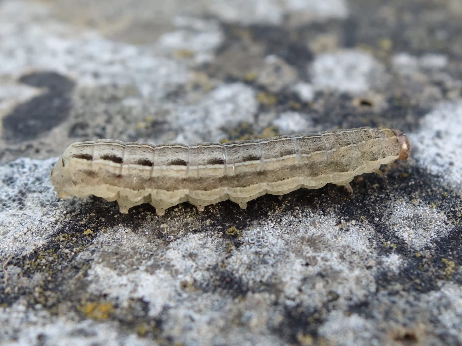 Large Yellow Underwing (Noctua pronuba) photographed in Somerset by Sue Davies