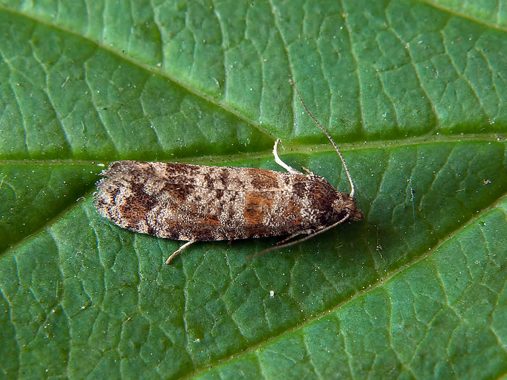 Spotted Shoot (Rhyacionia pinivorana) photographed in Somerset by John Bebbington