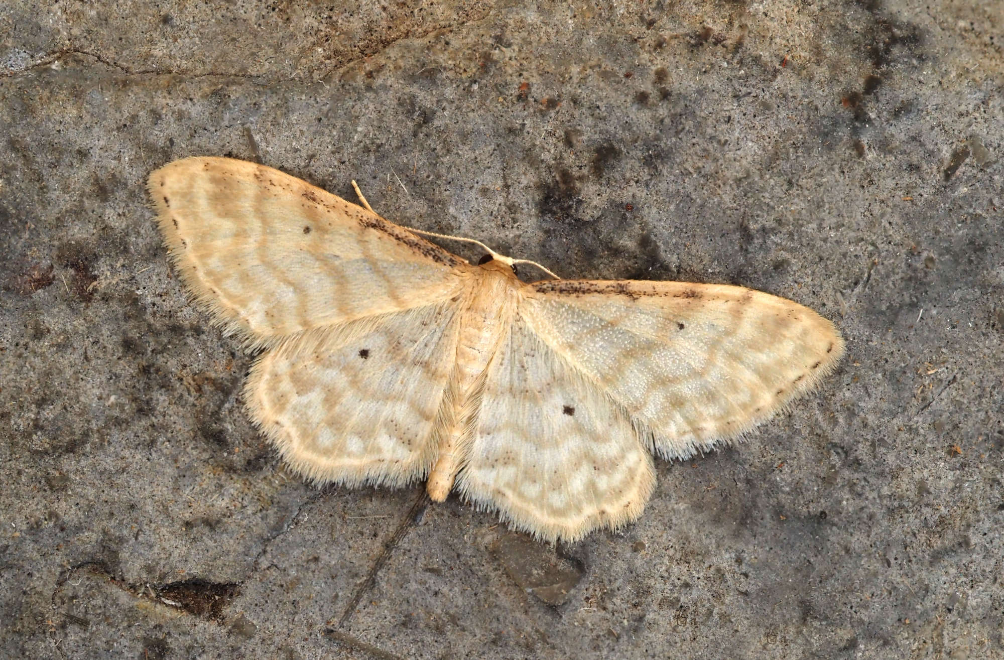 Dwarf Cream Wave (Idaea fuscovenosa) photographed in Somerset by Steve Chapple