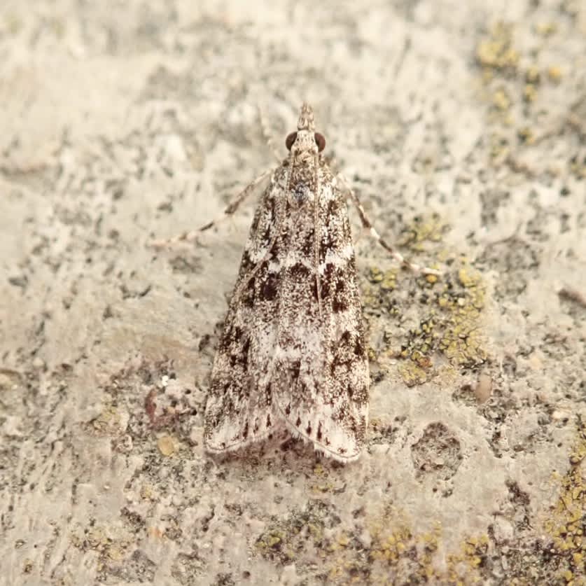 White-line Grey (Eudonia lineola) photographed in Somerset by Sue Davies