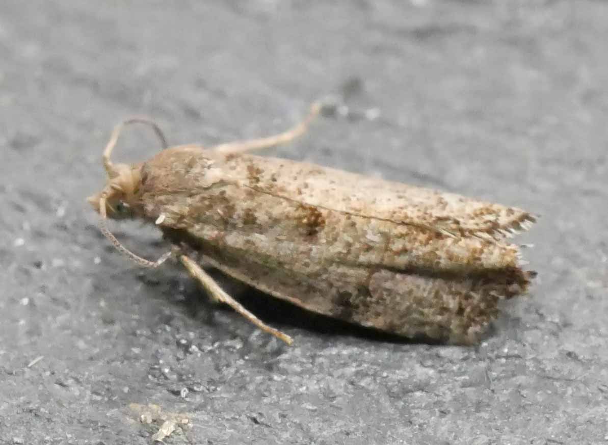 Small Spruce Bell (Epinotia nanana) photographed in Somerset by Jenny Vickers