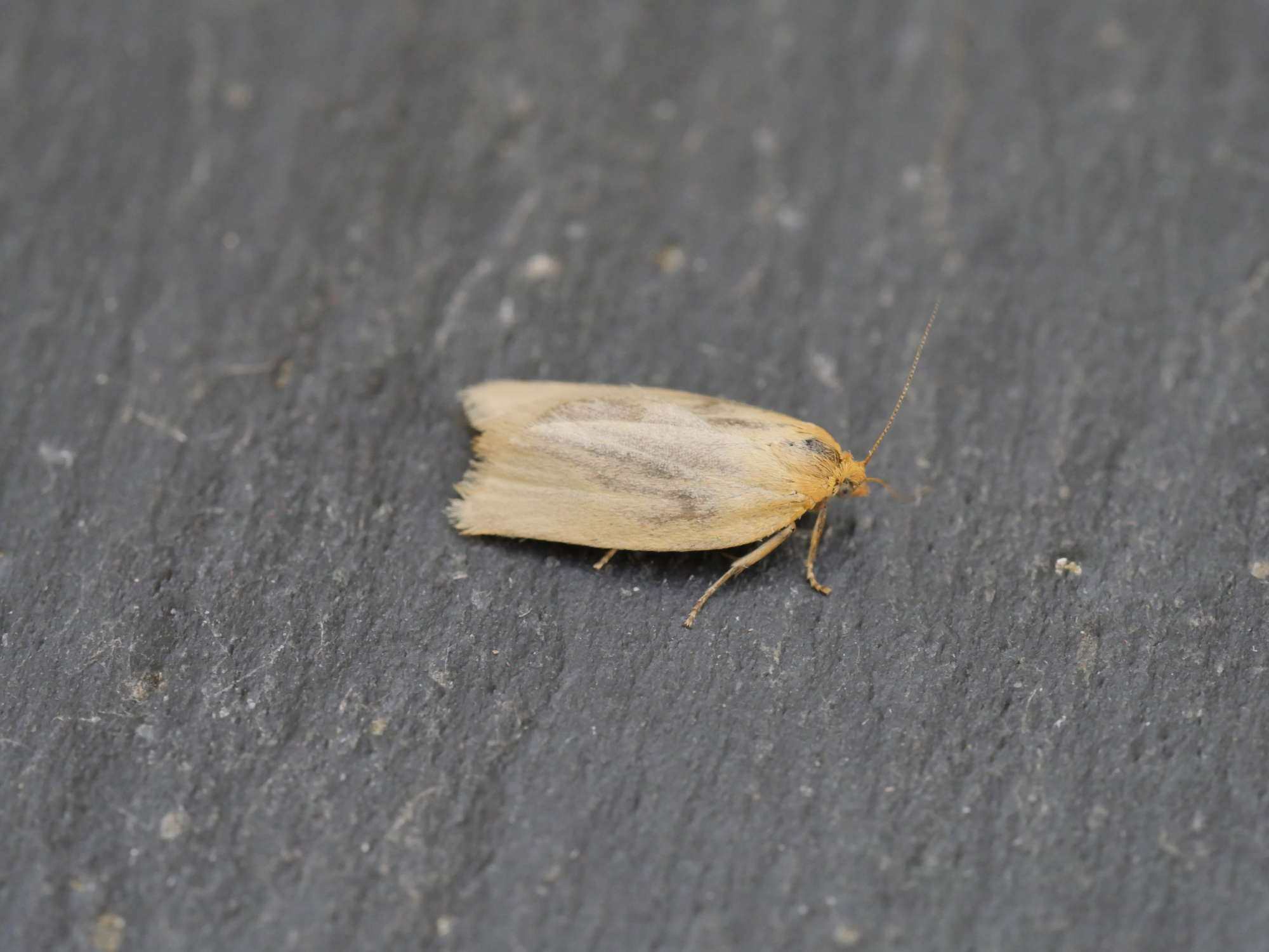 Timothy Tortrix (Zelotherses paleana) photographed in Somerset by Jenny Vickers