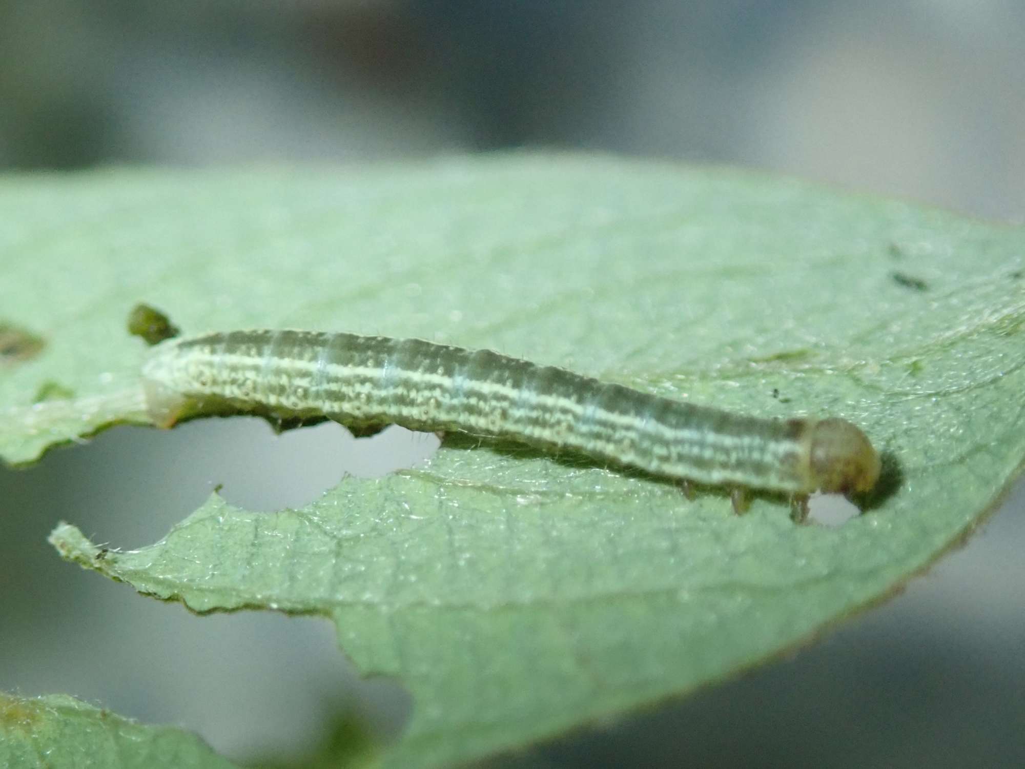 Winter Moth (Operophtera brumata) photographed in Somerset by Christopher Iles