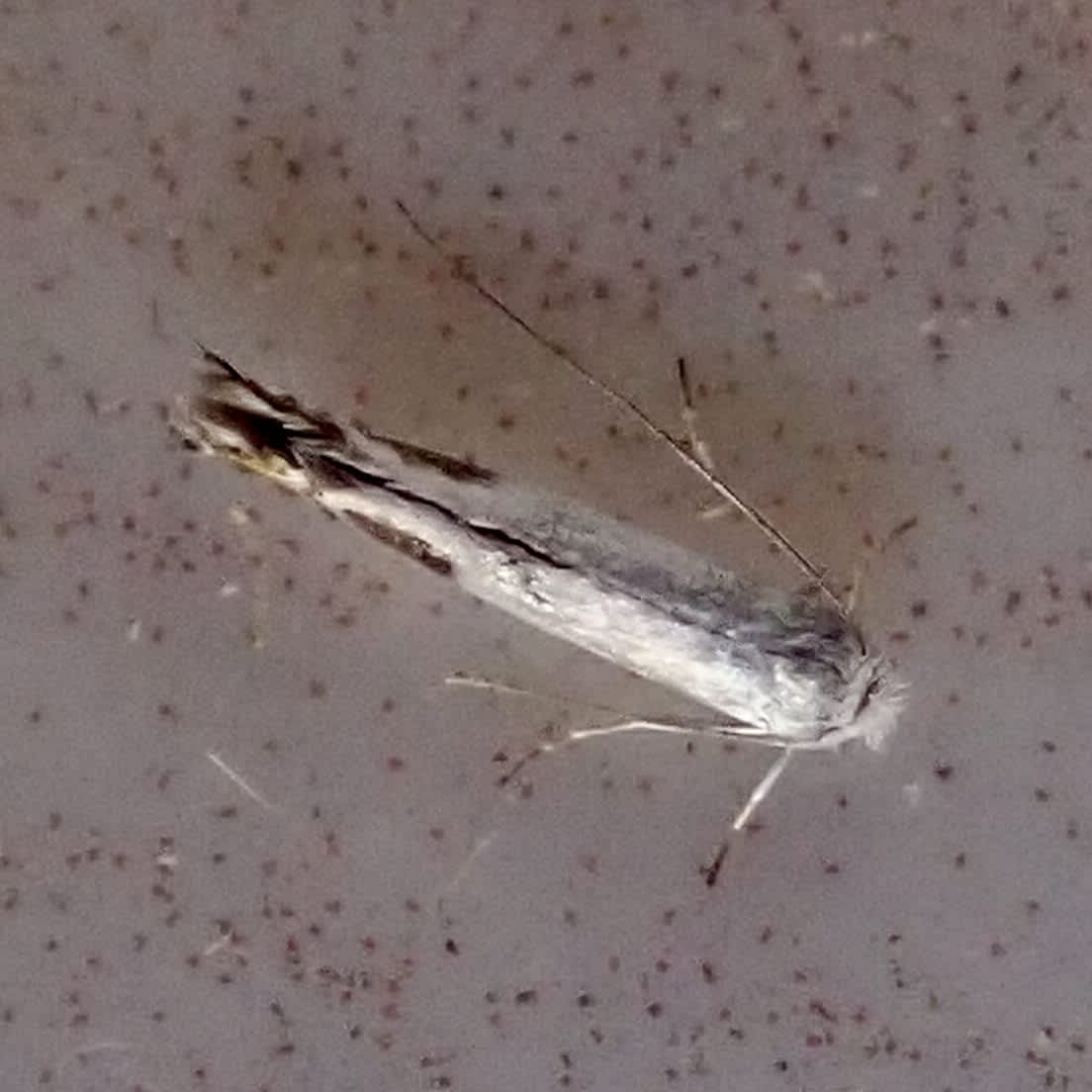 Apple Leaf-miner (Lyonetia clerkella) photographed in Somerset by Sue Davies