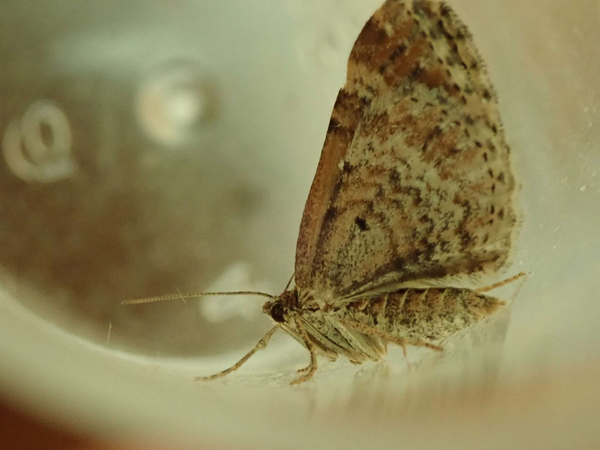 Red Twin-spot Carpet (Xanthorhoe spadicearia) photographed in Somerset by Christopher Iles