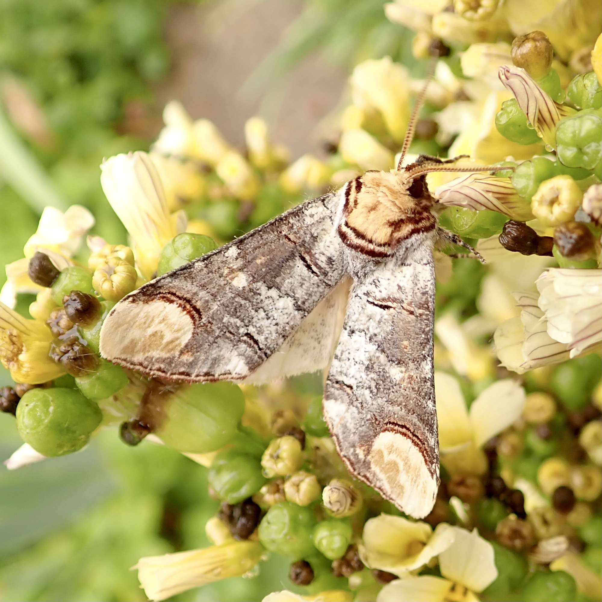 Buff-tip (Phalera bucephala) photographed in Somerset by Sue Davies