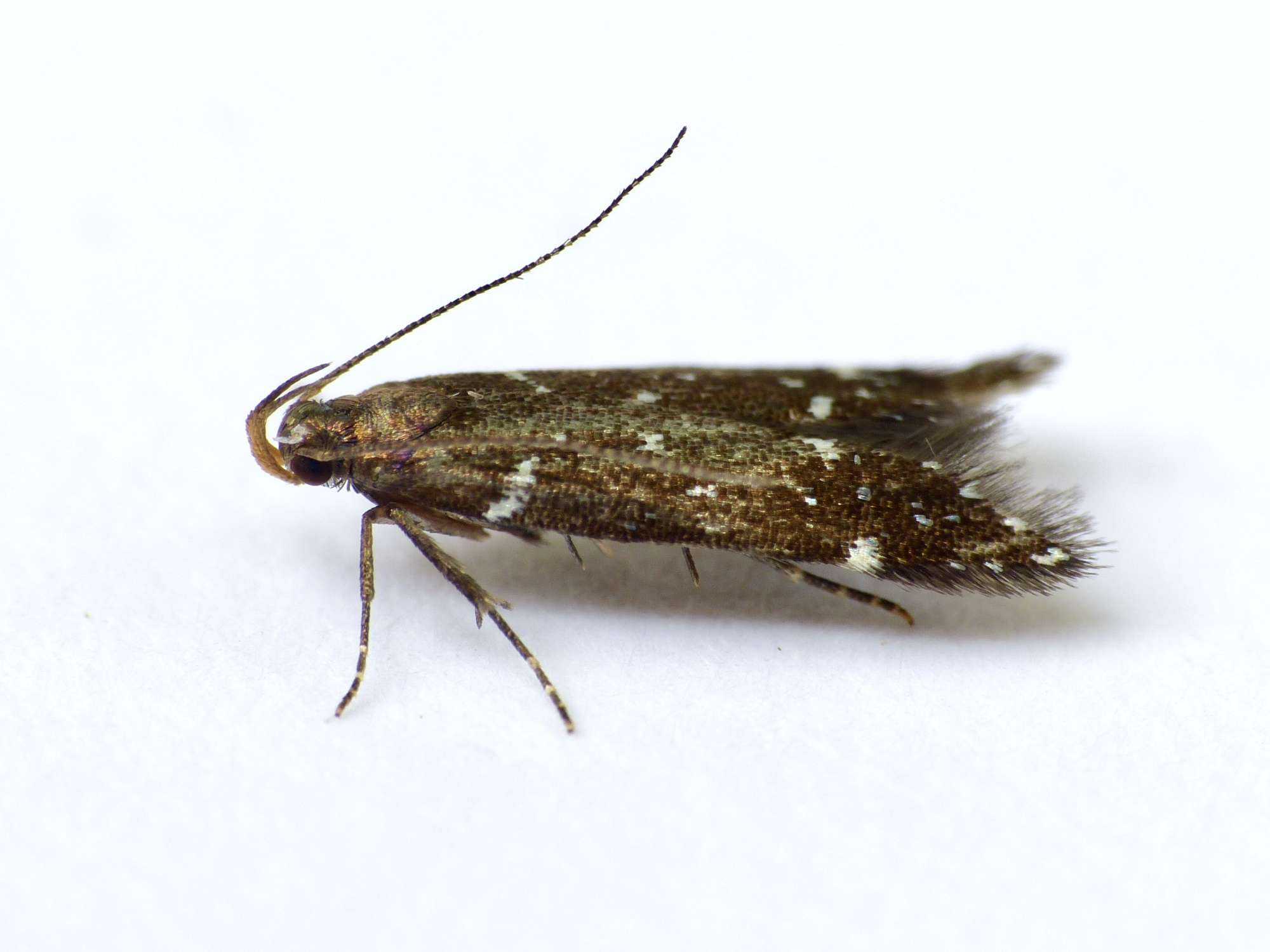 Argolamprotes micella | Somerset Moths