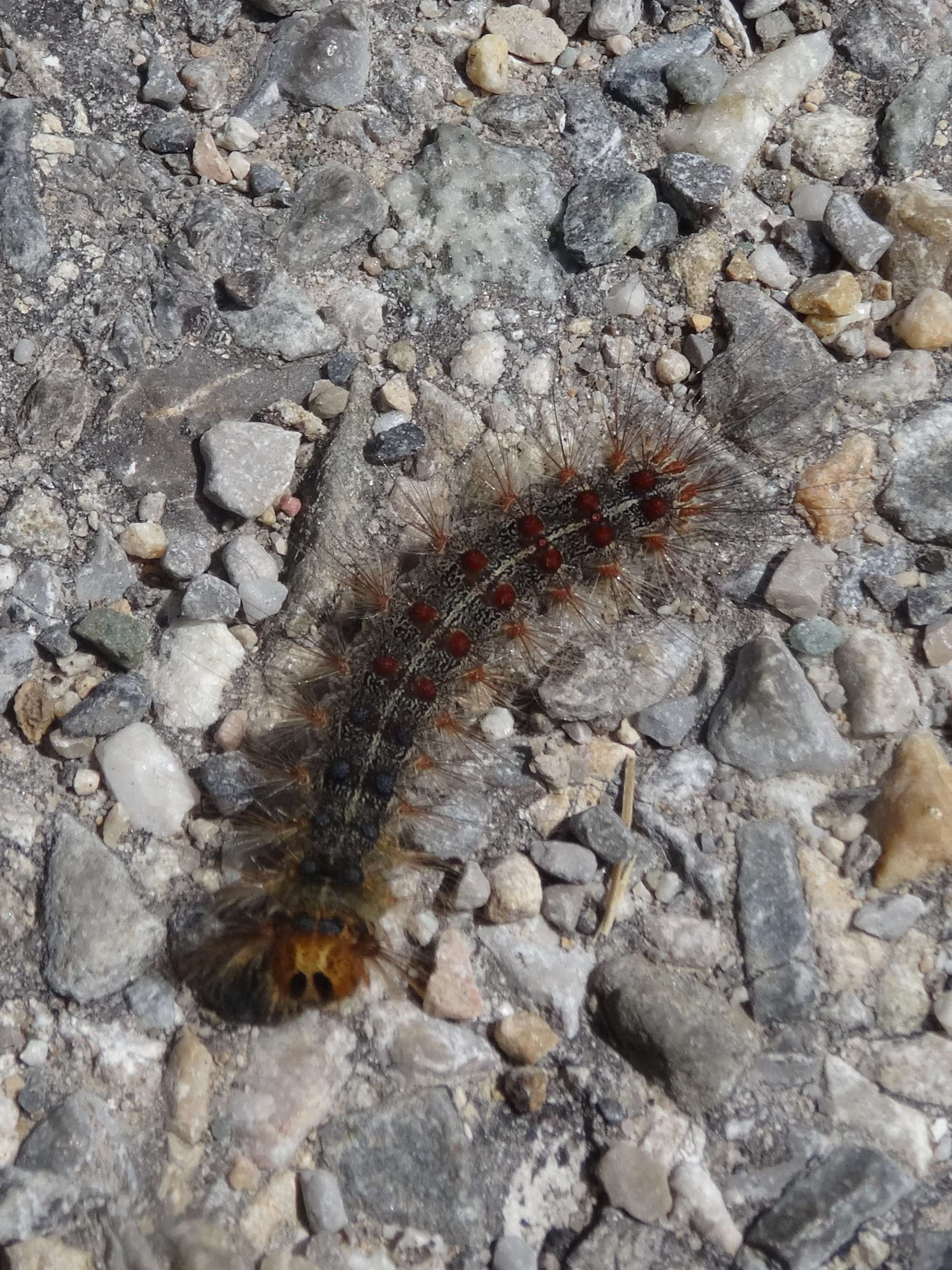 Gypsy Moth (Lymantria dispar) photographed in Somerset by Christopher Iles