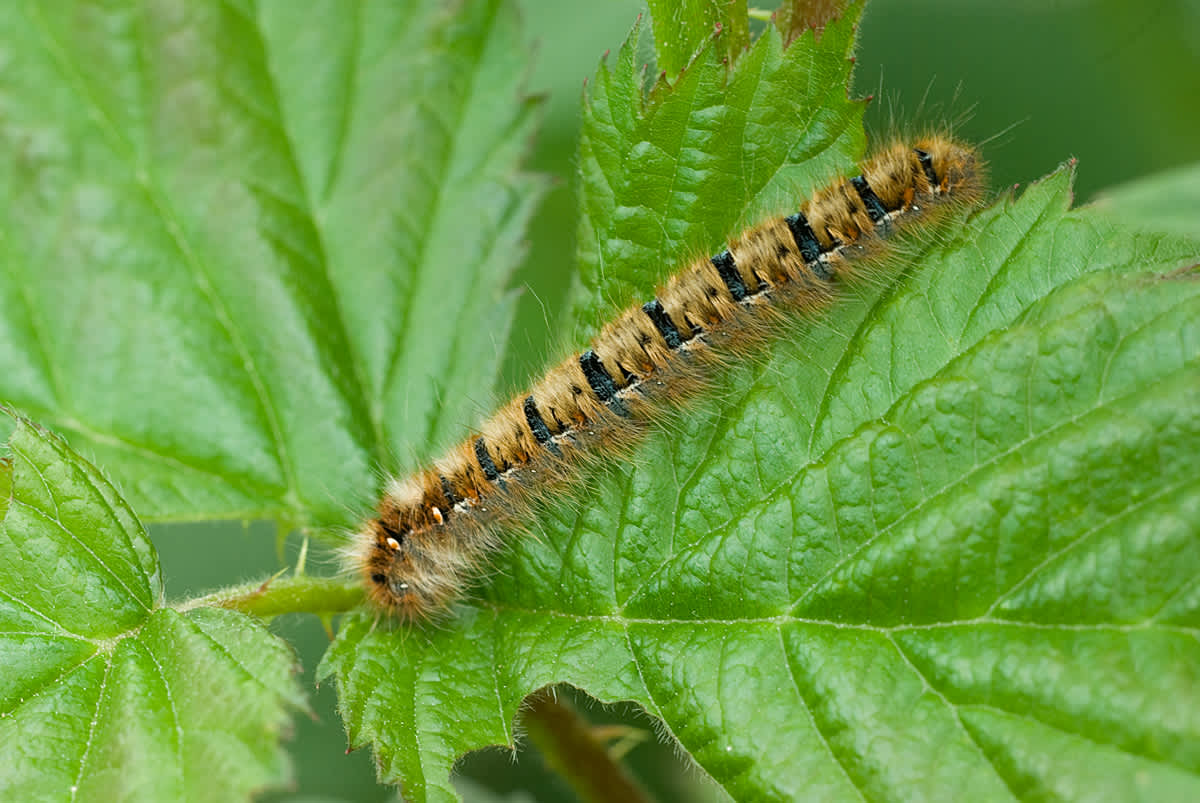 Oak Eggar (Lasiocampa quercus) photographed in Somerset by John Bebbington