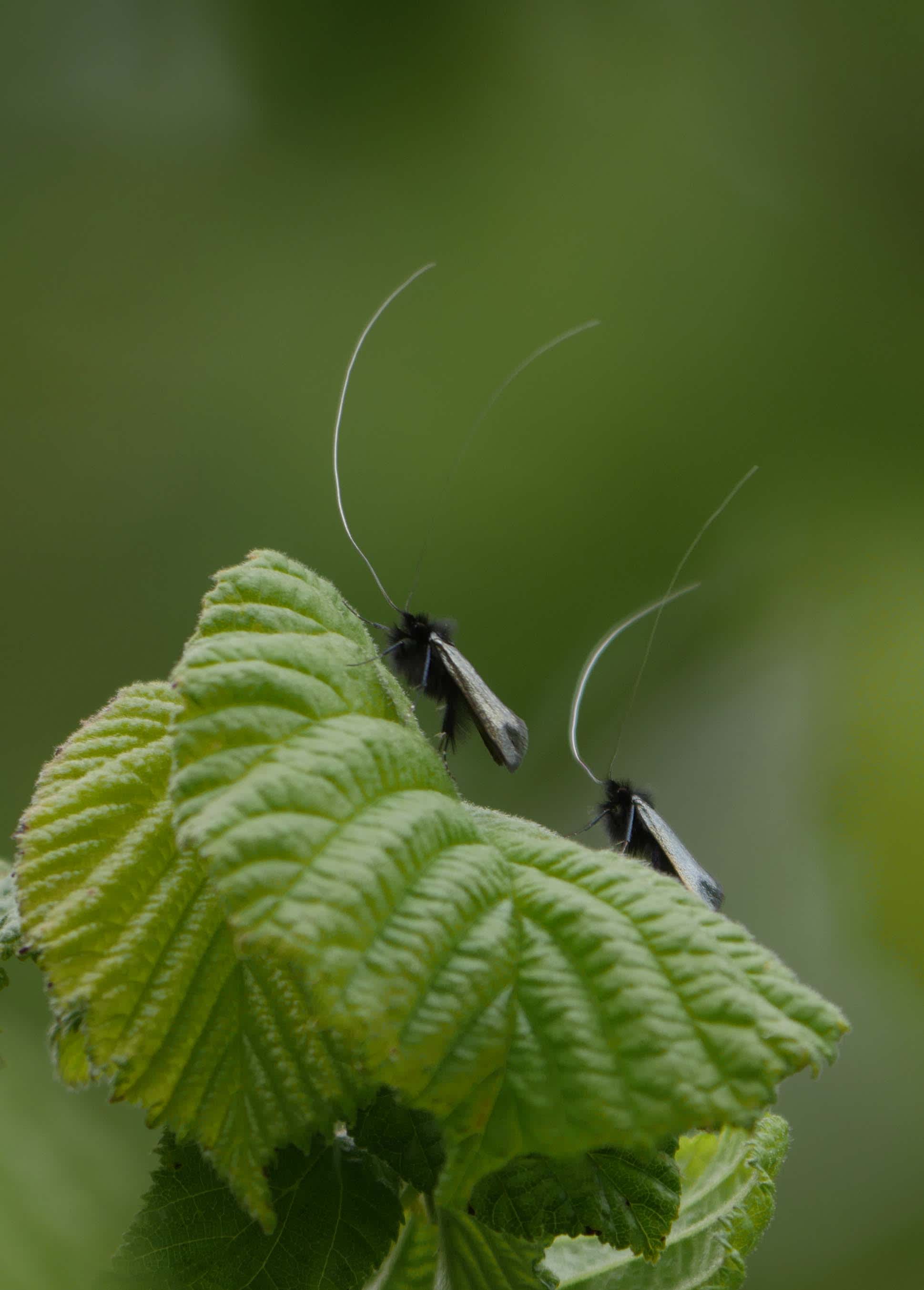 Green Long-horn (Adela reaumurella) photographed in Somerset by Jenny Vickers