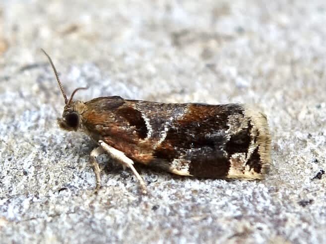 Variegated Golden Tortrix (Archips xylosteana) photographed in Somerset by Sue Davies