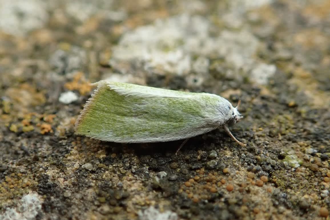 Cream-bordered Green Pea (Earias clorana) photographed in Somerset by Sue Davies