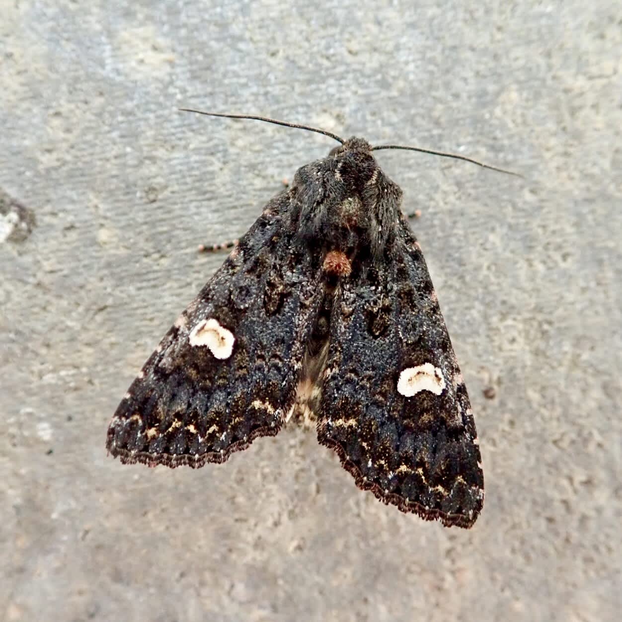 Dot Moth (Melanchra persicariae) photographed in Somerset by Sue Davies