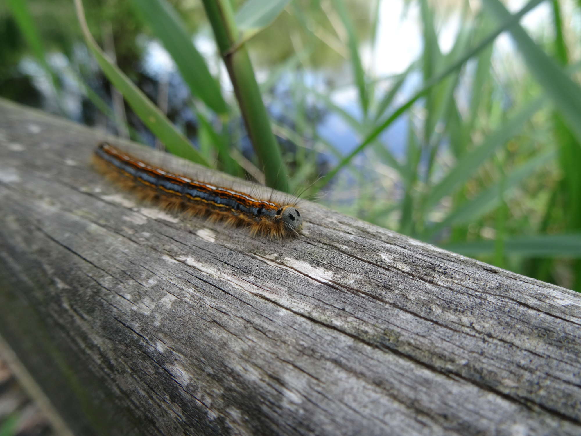 The Lackey (Malacosoma neustria) photographed in Somerset by Christopher Iles