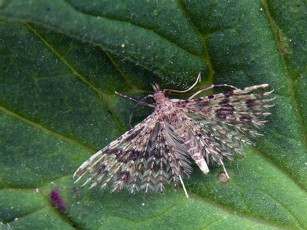 Twenty-plume Moth (Alucita hexadactyla) photographed in Somerset by John Bebbington