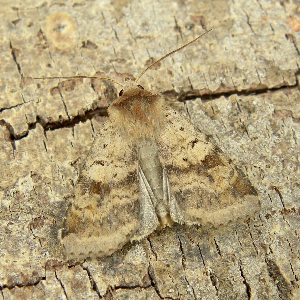 Ingrailed Clay (Diarsia mendica) photographed in Somerset by Sue Davies