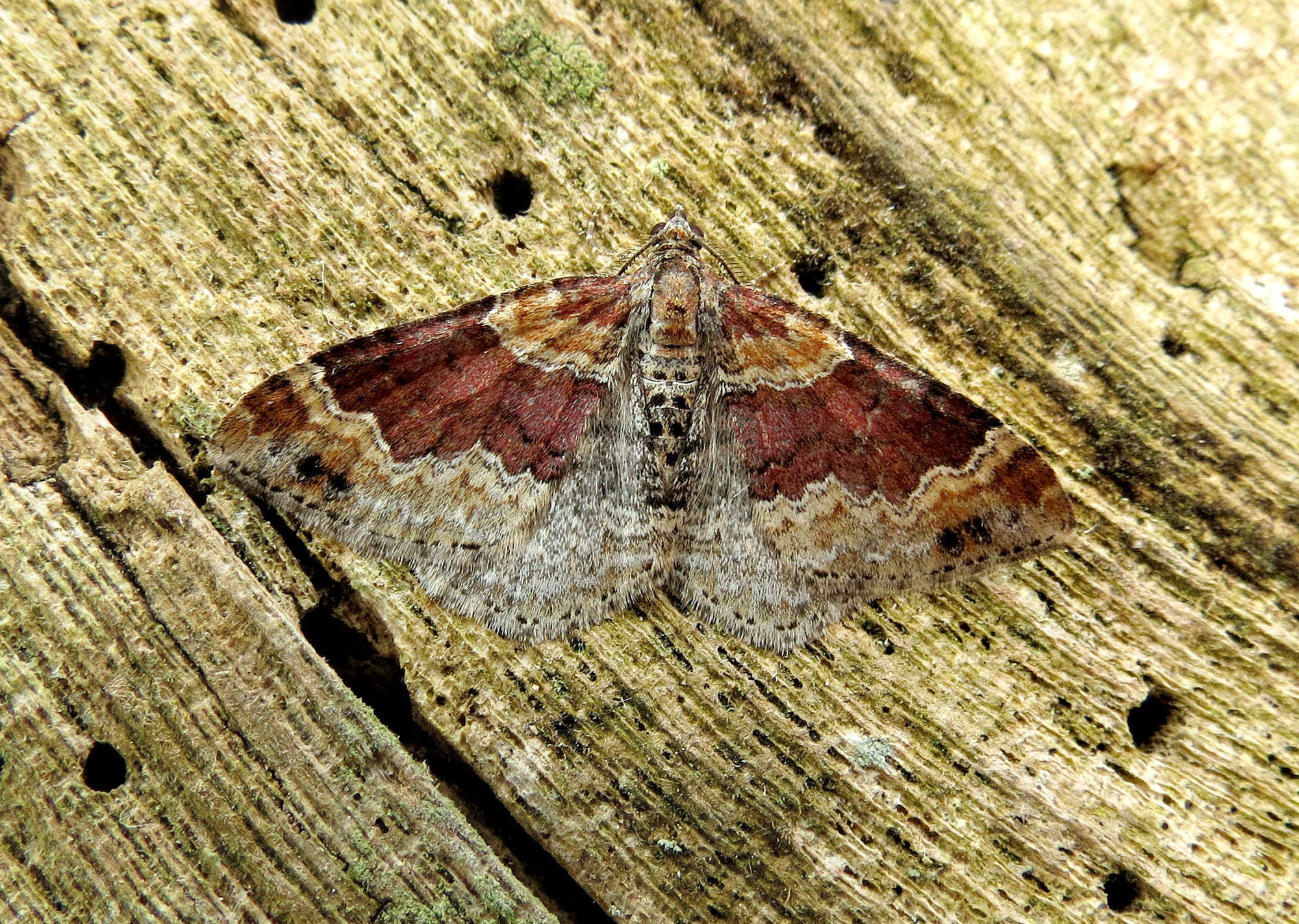 Red Twin-spot Carpet (Xanthorhoe spadicearia) photographed in Somerset by Steve Chapple