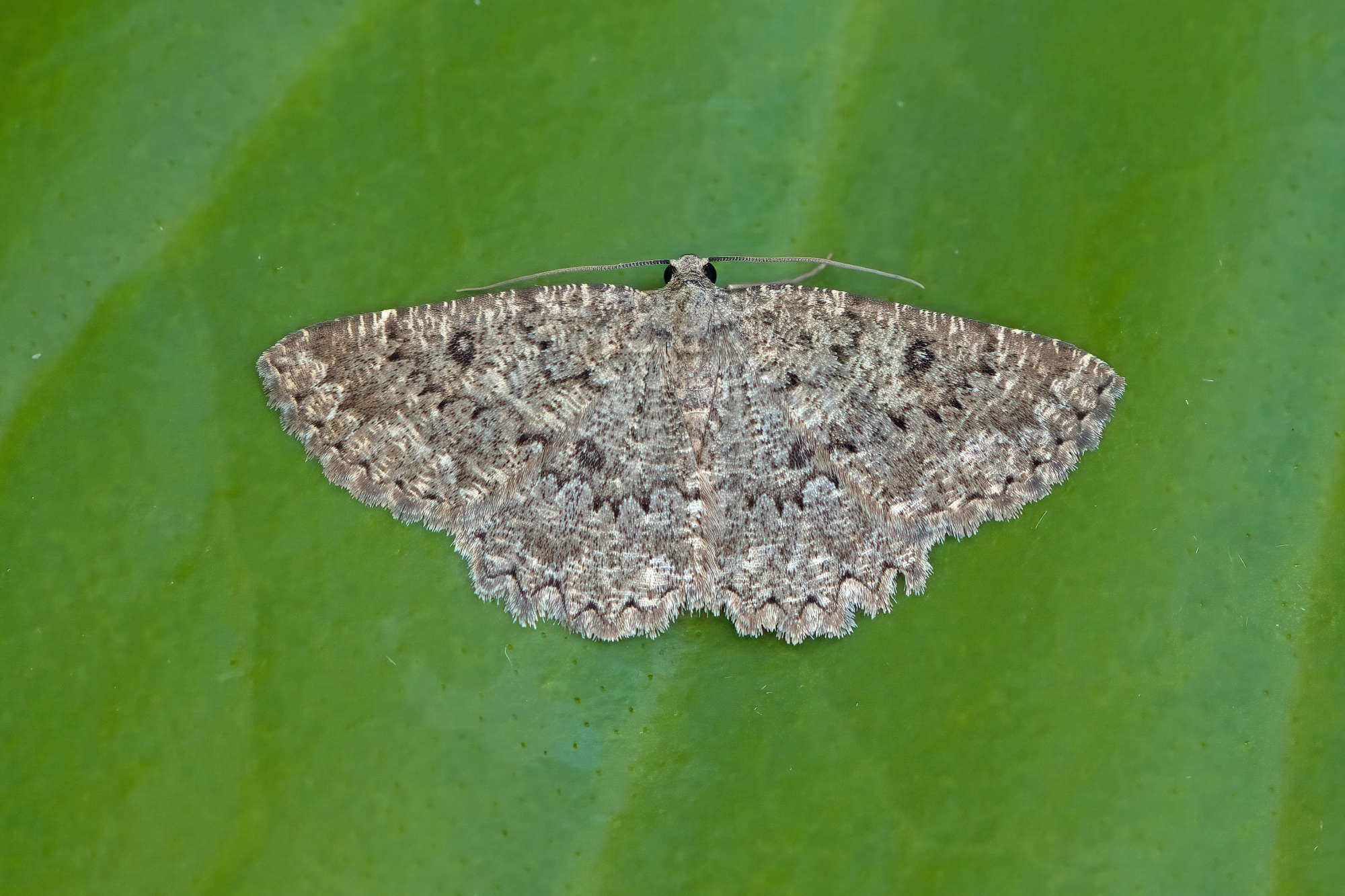 The Annulet (Charissa obscurata) photographed in Somerset by Nigel Voaden
