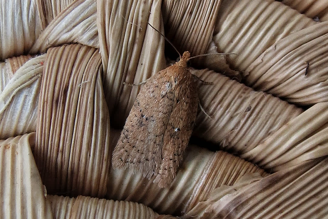 Rusty Oak Button (Acleris ferrugana) photographed in Somerset by Steve Chapple