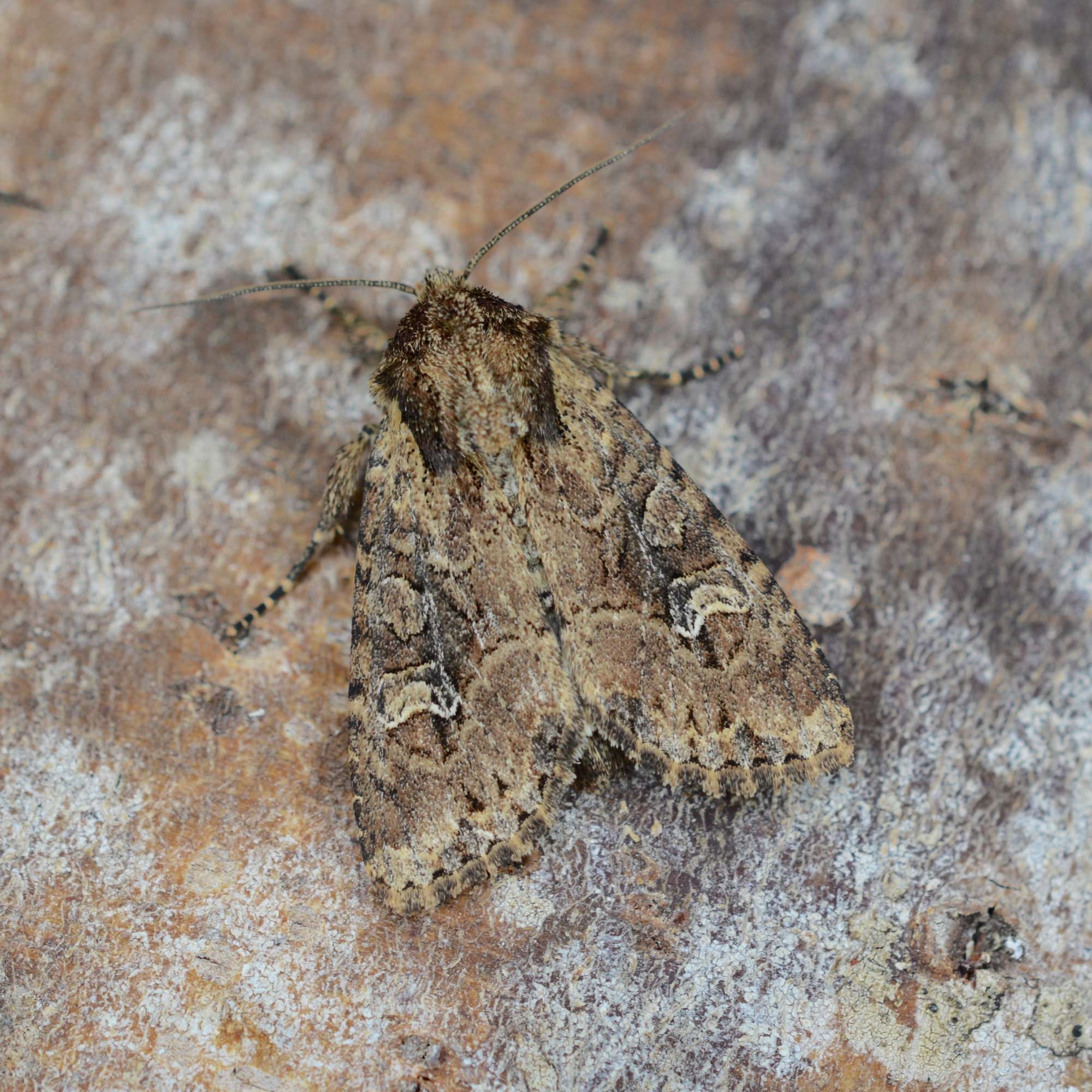 Small Clouded Brindle (Apamea unanimis) photographed in Somerset by Sue Davies