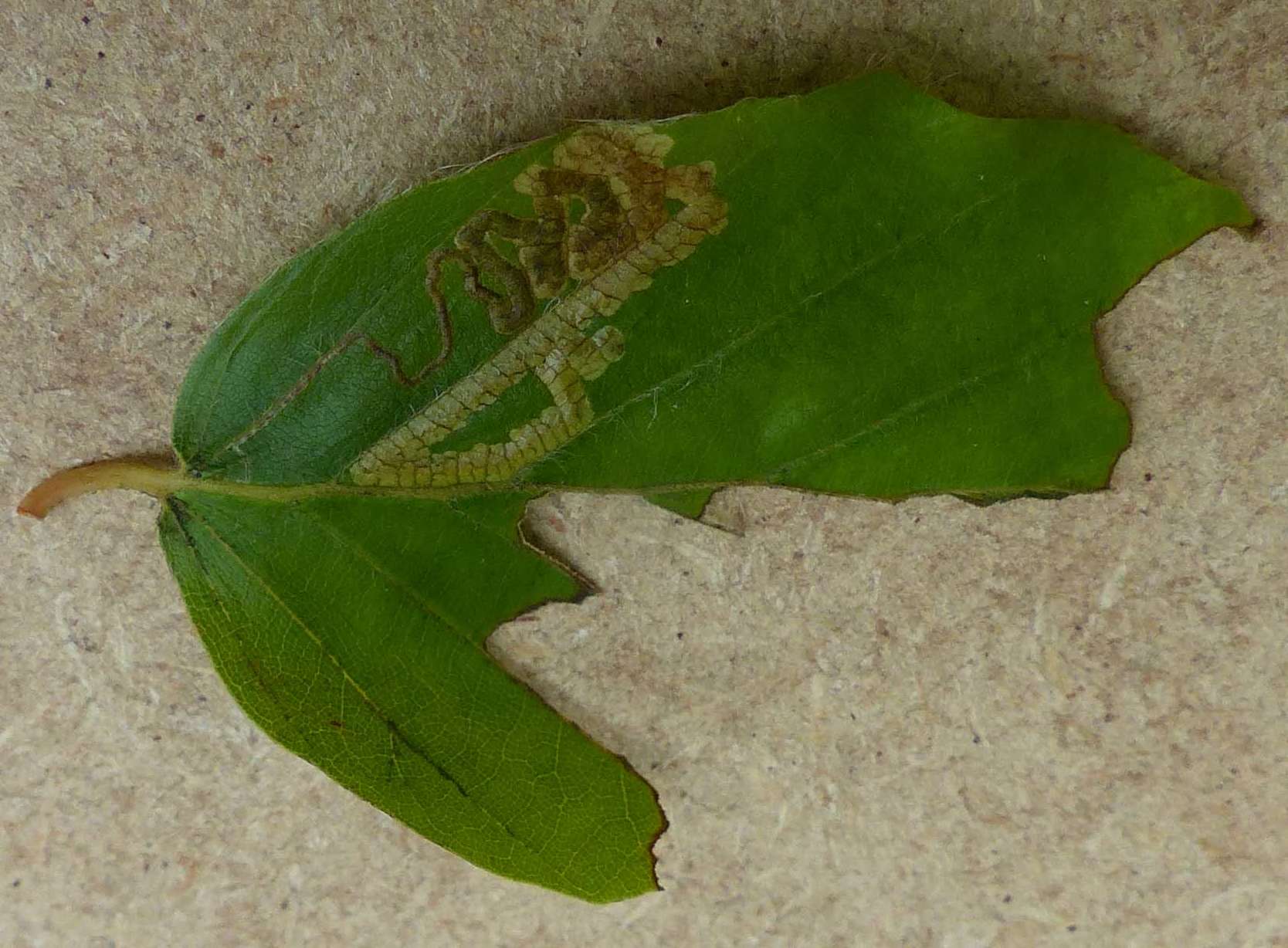 Small Beech Pigmy (Stigmella tityrella) photographed in Somerset by Jenny Vickers