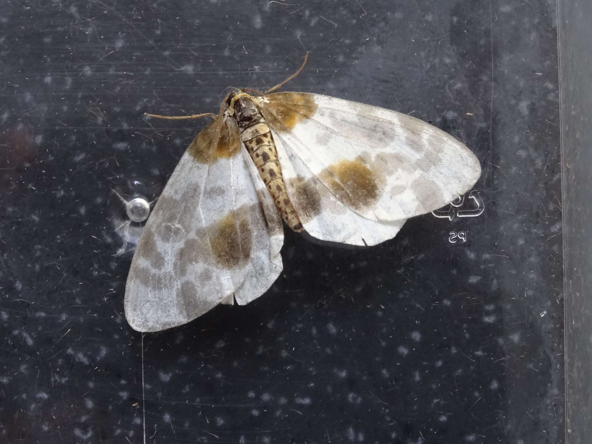 Clouded Magpie (Abraxas sylvata) photographed in Somerset by Christopher Iles