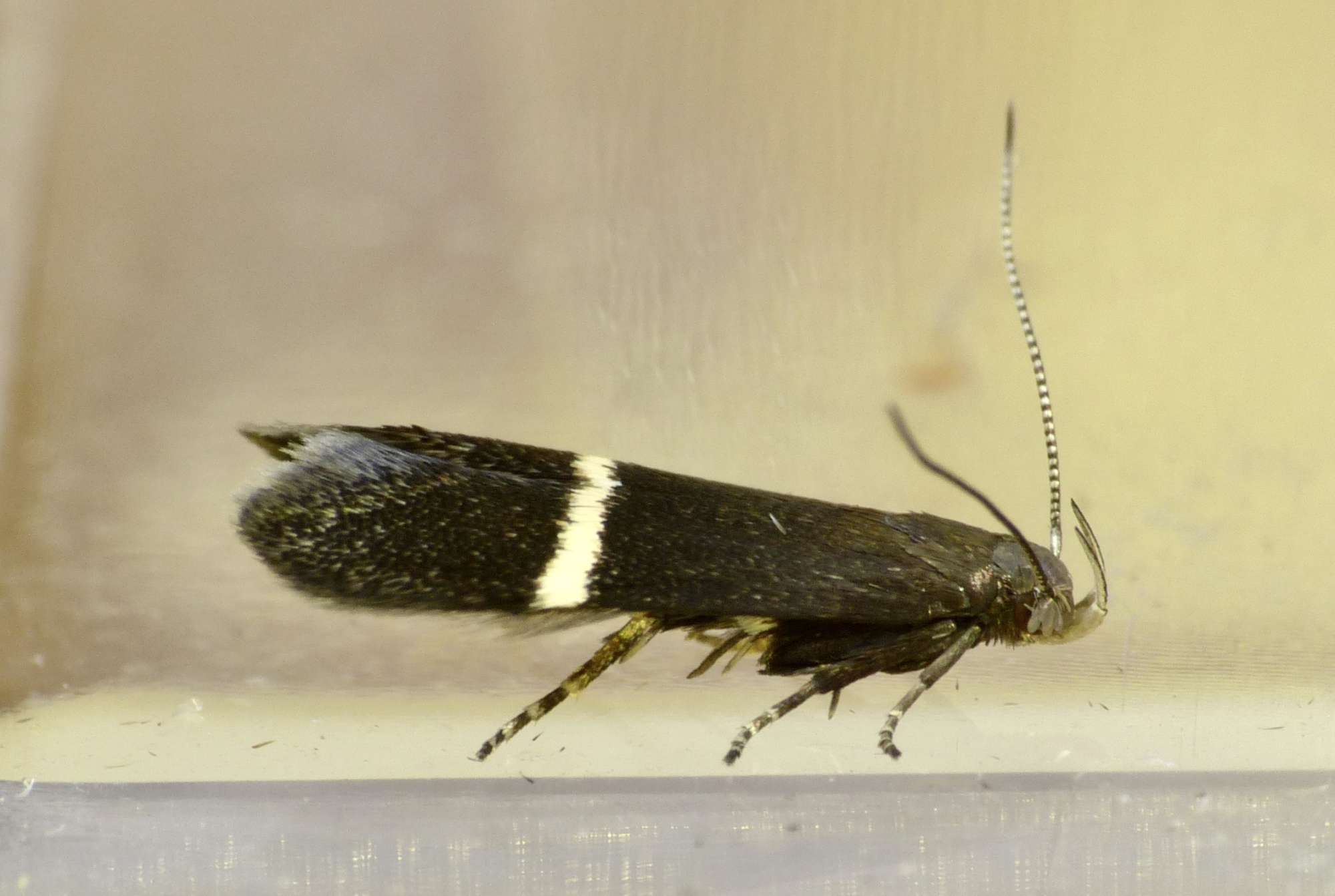 White-trap Sober (Aproaerema larseniella) photographed in Somerset by Paul Wilkins