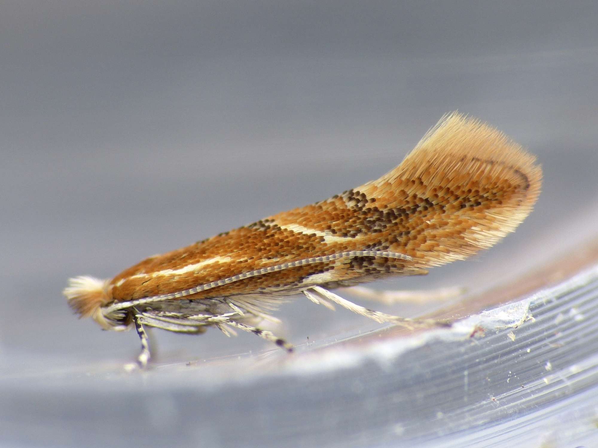 Hawthorn Midget (Phyllonorycter corylifoliella) photographed in Somerset by Paul Wilkins