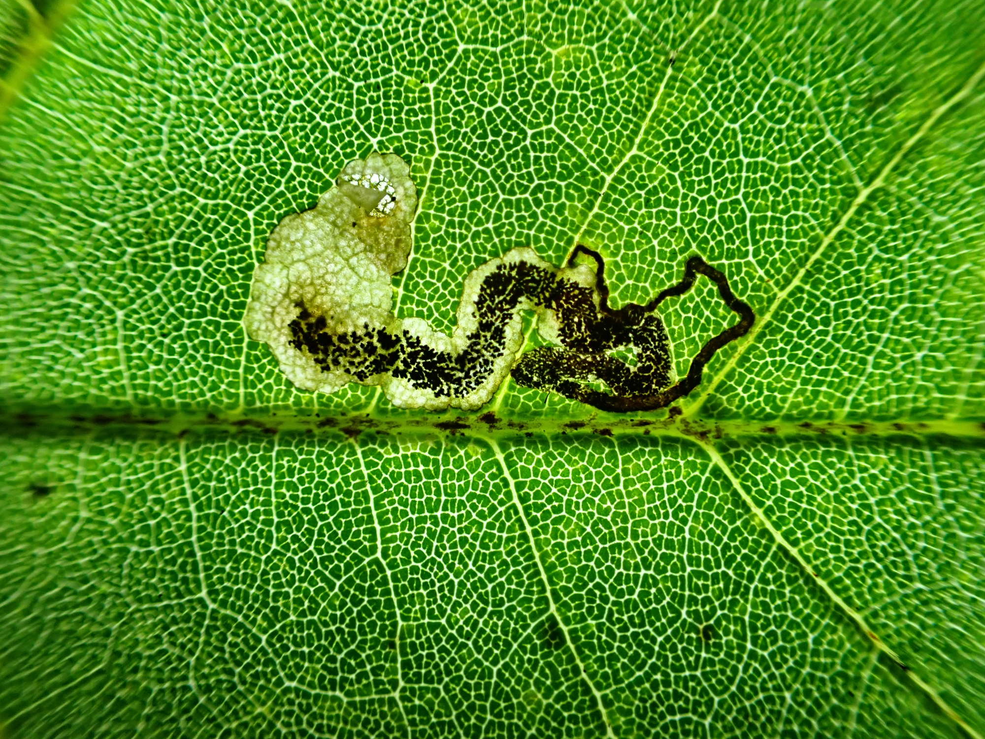 Barred Sycamore Pigmy (Stigmella speciosa) photographed in Somerset by Jenny Vickers